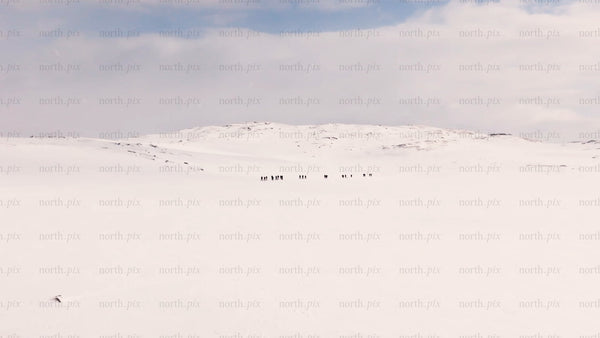 Winter hiking in Riksgränsen: Group of people trekking on snowy mountain