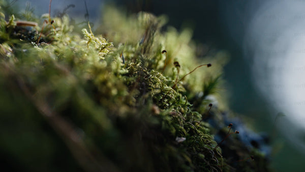 Macro shot of moss on tree