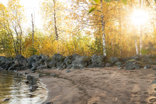 Sandy lakeshore with birch trees at sunset