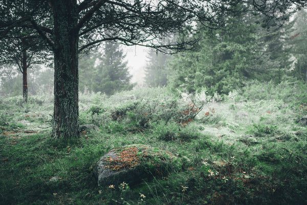 Pine tree trunk in a mist-filled conifer forest