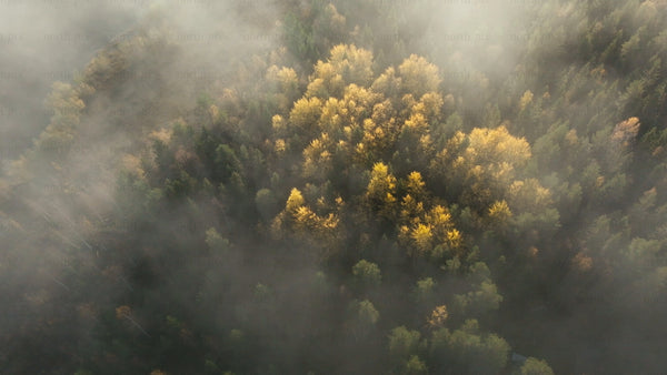 Aerial view of misty autumn forest with yellow trees
