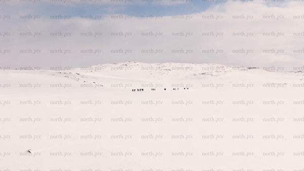 Winter hiking in Riksgränsen: Group of people trekking on snowy mountain