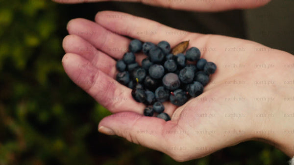 Hand holding freshly picked blueberries in Luleå, summer day