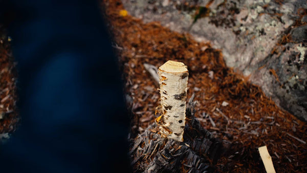 Chopping wood for campfire in Luleå, Sweden's Ballingeberget forest