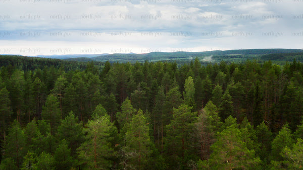 Aerial view of ubbyn forest and river landscape in Sweden