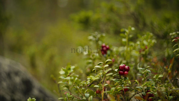 Picking Lingonberries in Luleå Archipelago on a Bright Summer Day