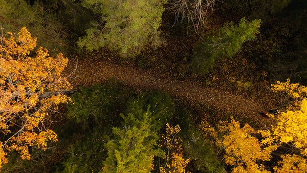 Autumn forest walk in Luleå: Aerial drone view of winding path and colorful trees