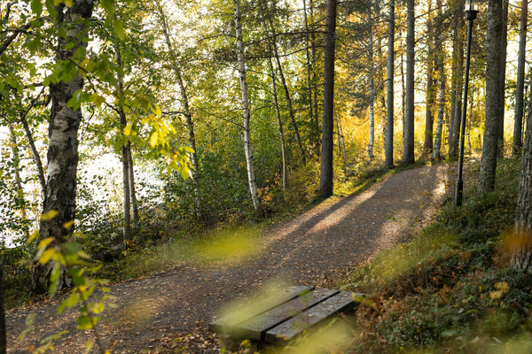 Forest path by a lake in autumn afternoon