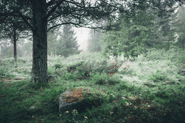 Pine tree trunk in a mist-filled conifer forest