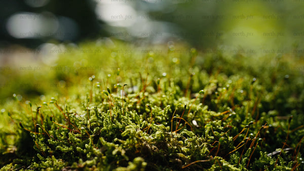 Macro shot of green moss in summer forest: Nature close-up