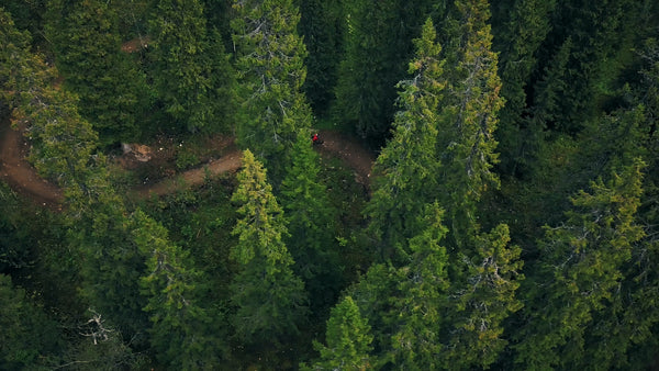 Mountain biker riding downhill on a forest trail – aerial view
