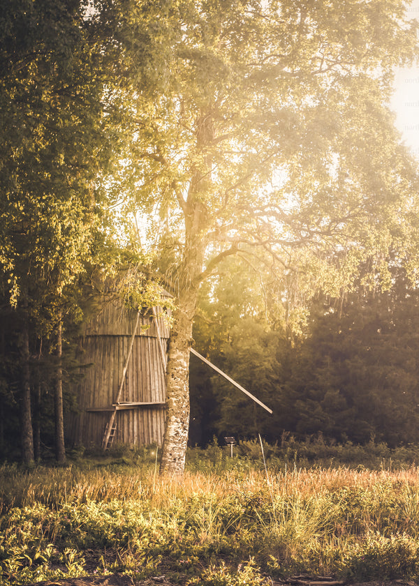 Old wooden mill behind birch tree in meadow