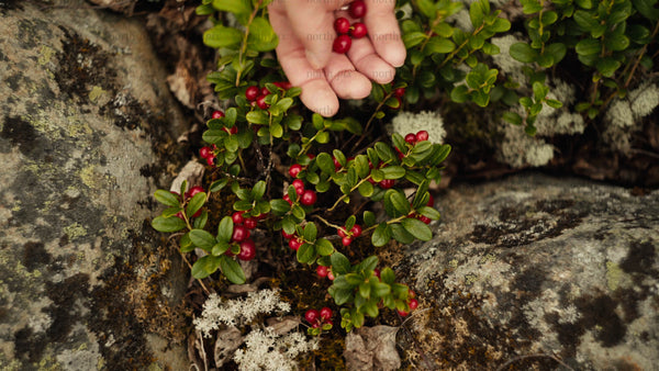 Overhead close-up of picking lingonberries, Luleå archipelago