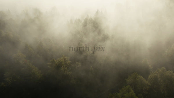 Misty Forest in Autumn: Aerial View During Sunrise