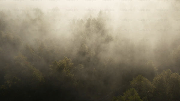 Misty forest in autumn: Aerial view during sunrise