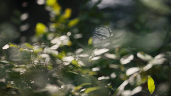 Sunlight filtering through green leaves in a lush forest