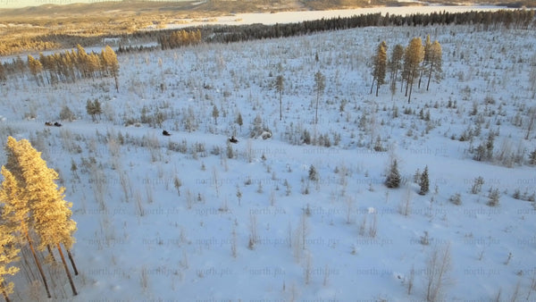 Snowmobiles riding through snowy forest at sunset in Gunnarsbyn