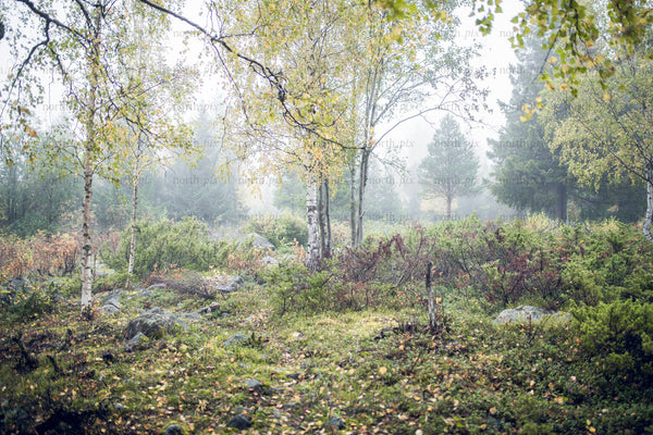 Birch forest with fog and autumn foliage