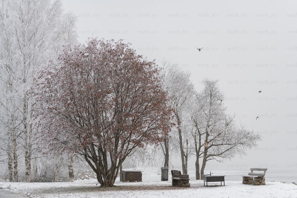 Trees and benches on a snowy lakeshore, winter day