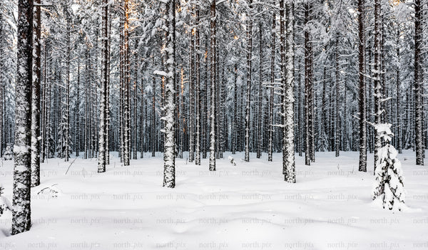 Snow-covered pine trees in a winter forest at dusk