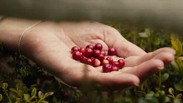 Woman picking lingonberries in the Luleå archipelago – close-up