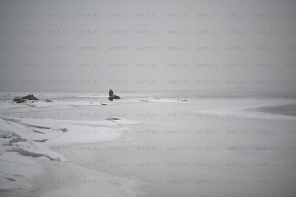 Crow flying over frozen shoreline in winter morning