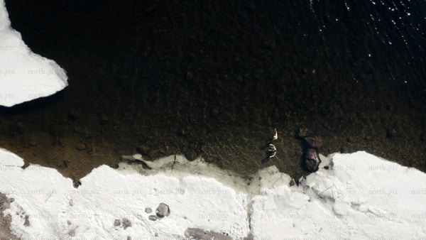 Winter ice bathing in Luleå: Aerial drone view of two people in icy water