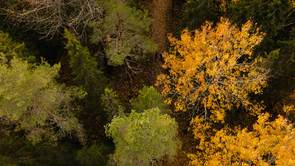 Autumn forest walk in Luleå: Drone view of couple on trail