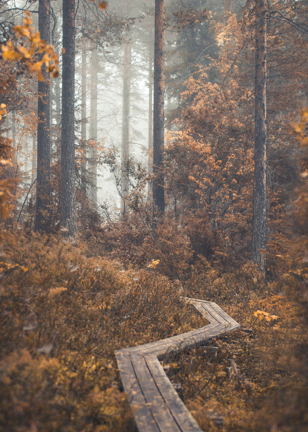 Wooden boardwalk winding through autumn forest in morning fog