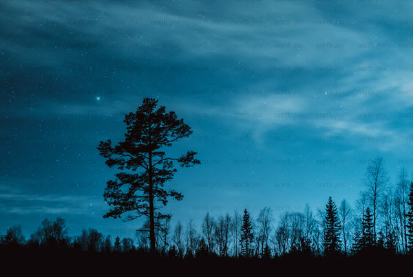 Pine tree silhouette under starry night sky