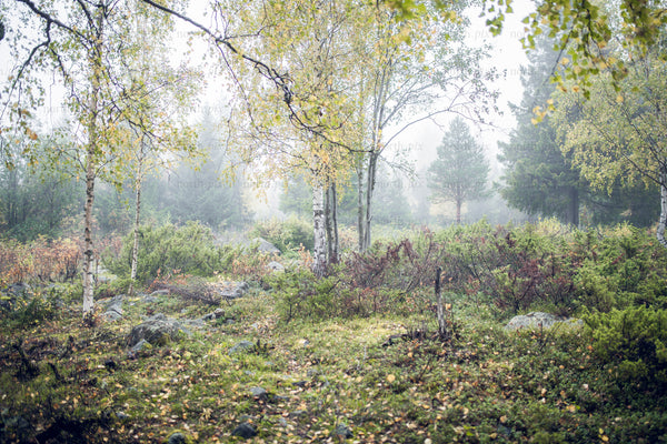 Birch forest with fog and autumn foliage