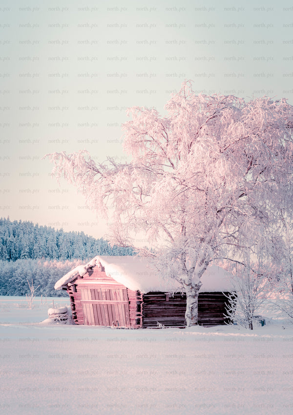 Log cabin and birch tree covered in snow at sunrise