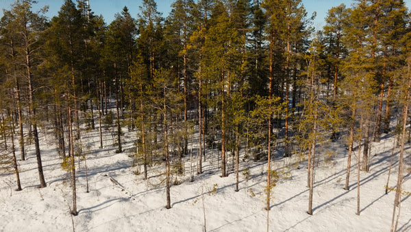 Markbygden wind power: Aerial view of winter forest and turbines in Sweden