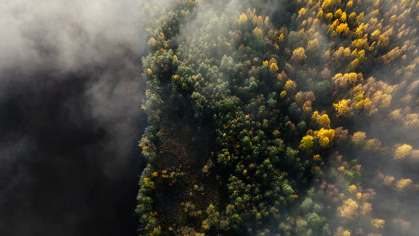 Misty autumn lake and forest aerial top down view