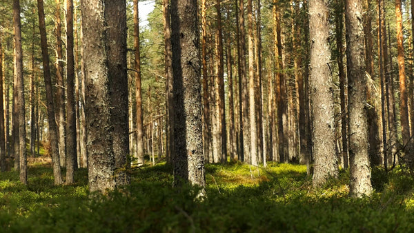 Fatbiking through a sunny forest in Luleå, during summer
