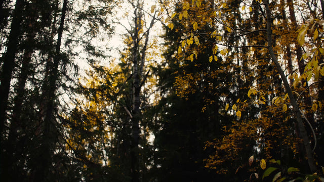 Autumn forest in Luleå: Handheld shot of Bälingeberget