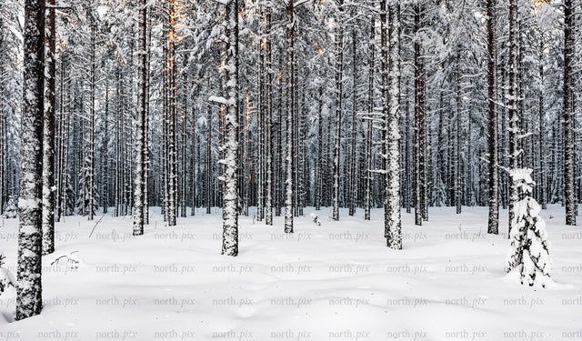 Snow-covered pine forest in winter morning