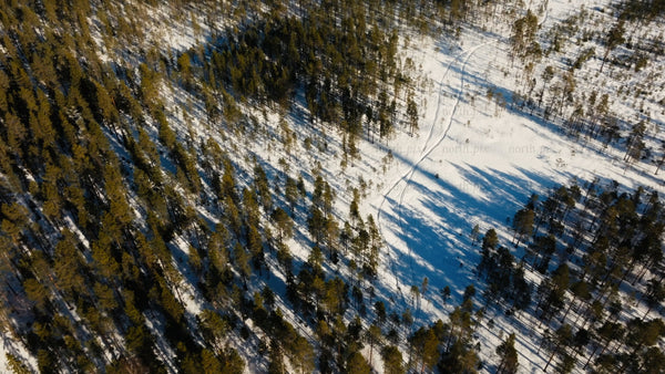 Aerial view of snowy forest in winter with a path through the snow