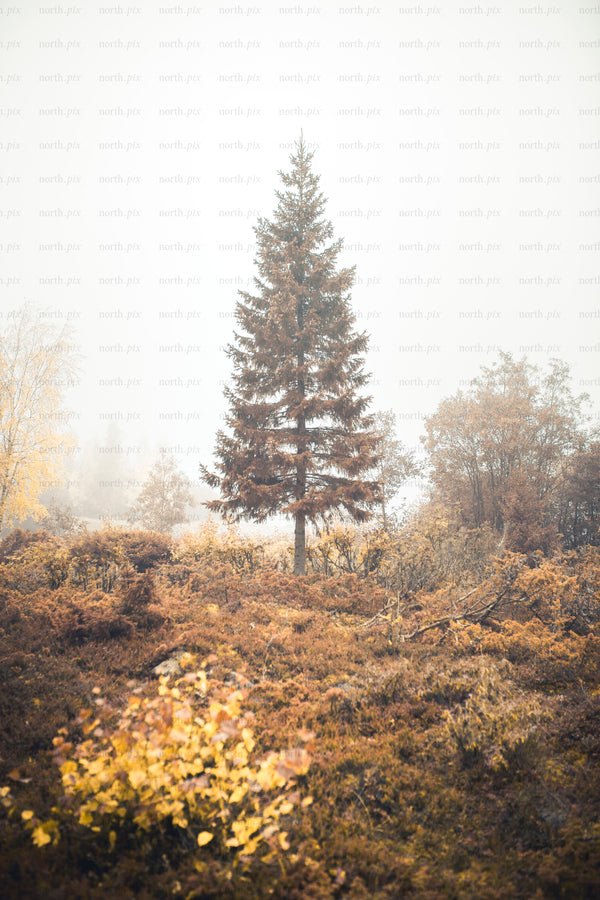 Lone spruce tree on foggy autumn heath