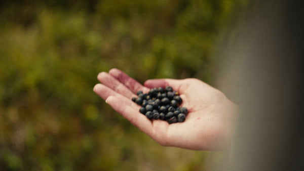 Hand holding fresh blueberries in Luleå archipelago, summer day