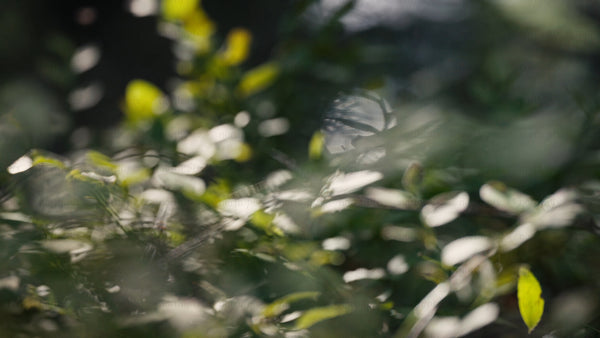 Sunlight filtering through green leaves in a lush forest