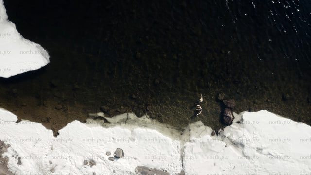 Winter ice bathing in Luleå: Aerial drone view of two people in icy water