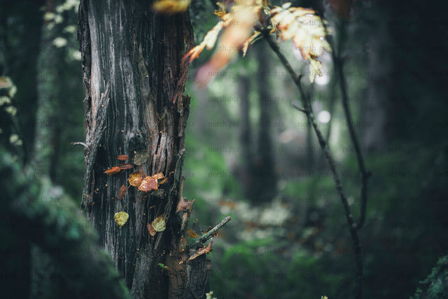 Close-up of tree trunk with fungi in autumn forest