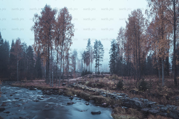 Autumn river and birch forest with morning mist