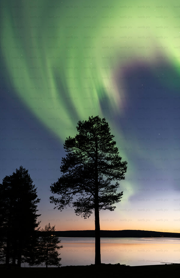Northern lights over lone pine by lake at twilight