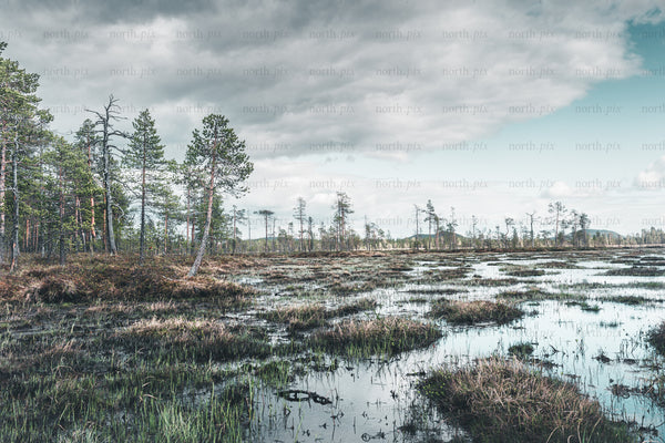 Pine trees on a marshland under overcast sky