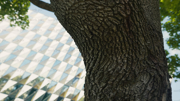 Tree bark texture close up with modern architecture in background. Slow push in.
