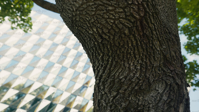 Tree bark texture close up with modern architecture in background. Slow push in.