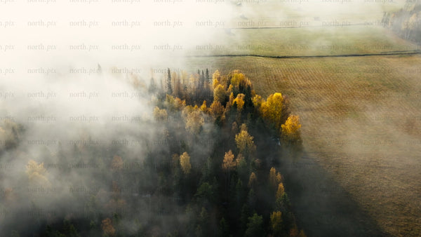 Aerial view of autumn forest and field in morning mist