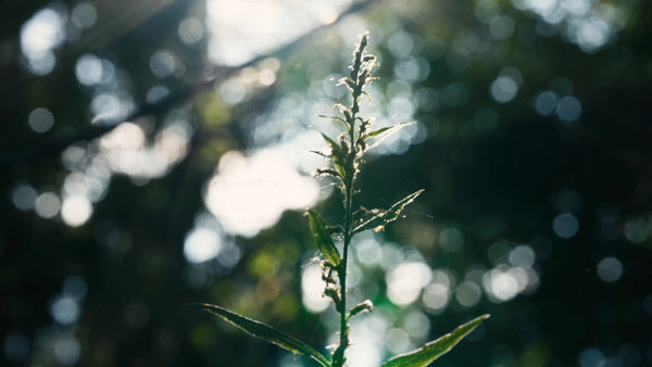 Macro forest plant with bokeh and light leaks during summer
